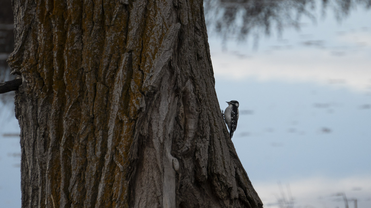 An adorable little downy on a tree trunk by the lake